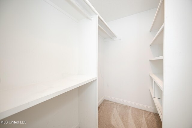walk in closet featuring carpet floors