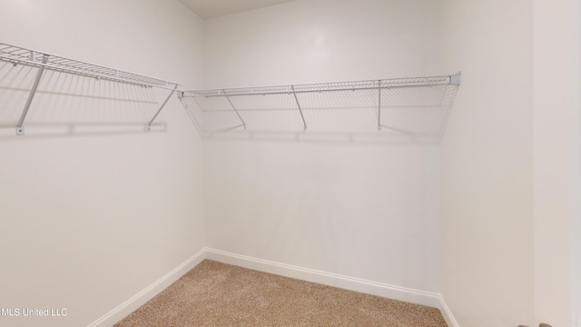 spacious closet featuring carpet floors