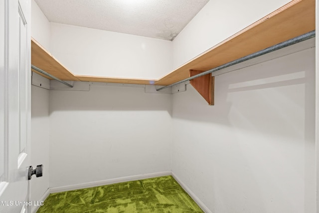 walk in closet featuring carpet flooring