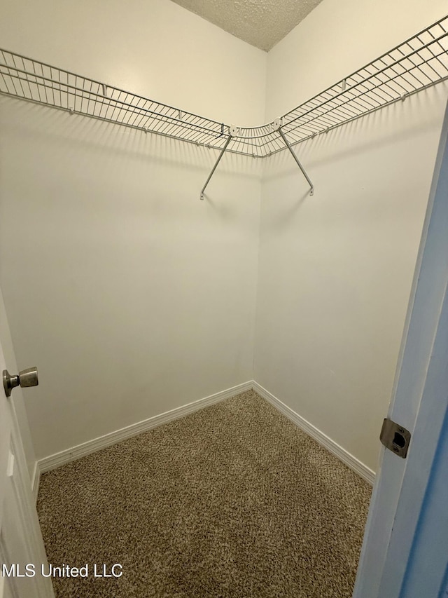 spacious closet featuring carpet flooring