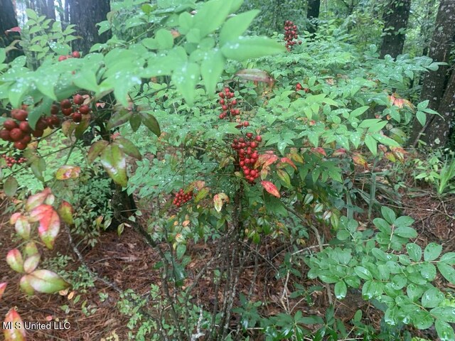 01 Dry Creek Rd, Mendenhall, MS 39114