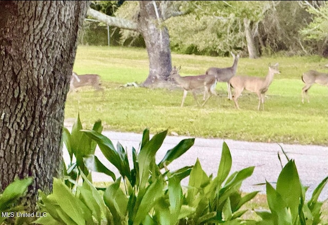2629 Park View Dr, Biloxi, MS 39531 - view of grassy yard