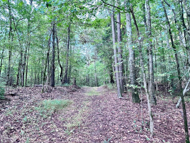 view of local wilderness