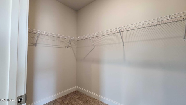 spacious closet featuring carpet flooring