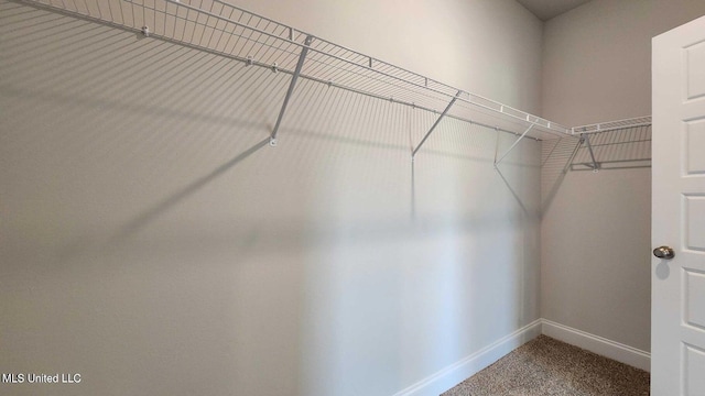 spacious closet featuring carpet