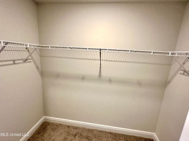 walk in closet featuring carpet