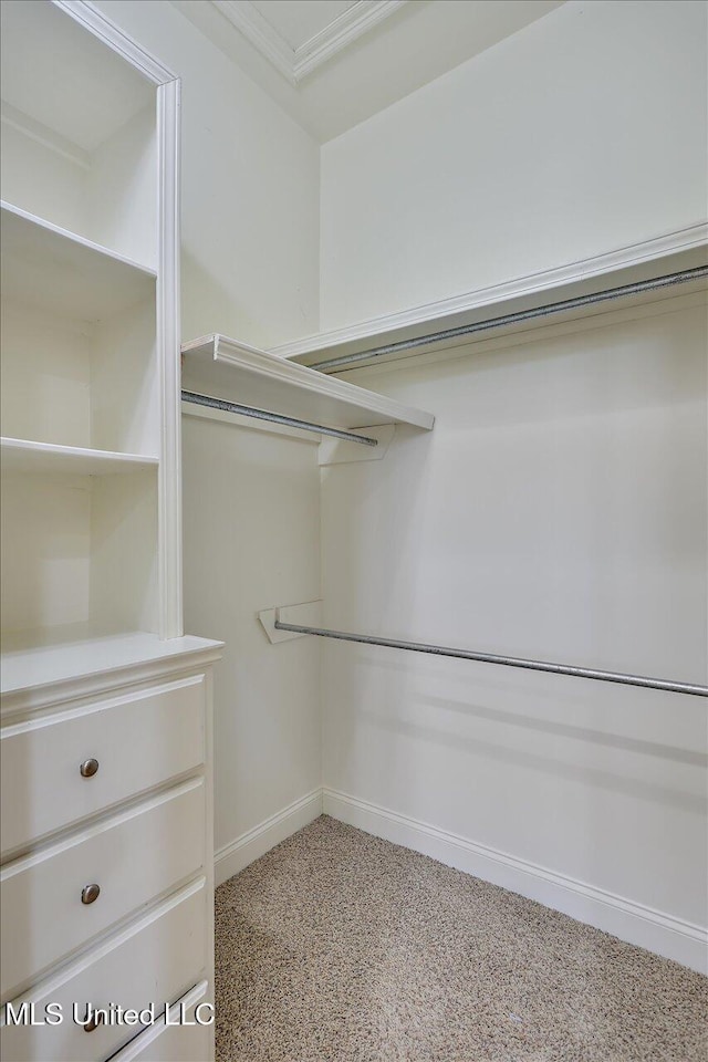 spacious closet featuring carpet floors