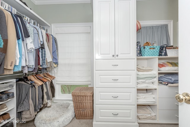 walk in closet featuring carpet flooring