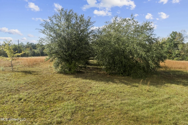 view of local wilderness