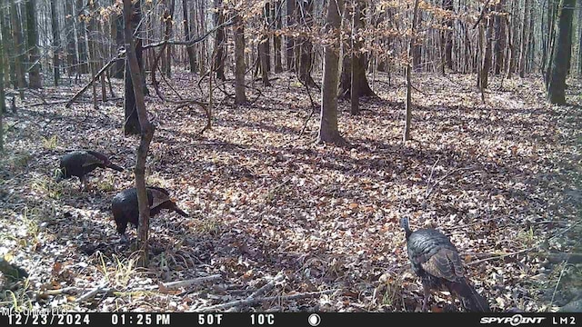 1172 Little Creek Dr, Oakland, MS 38948 - view of local wilderness