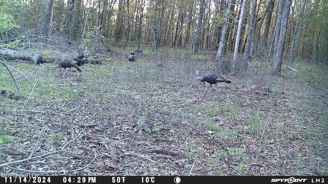1172 Little Creek Dr, Oakland, MS 38948 - view of local wilderness featuring a wooded view