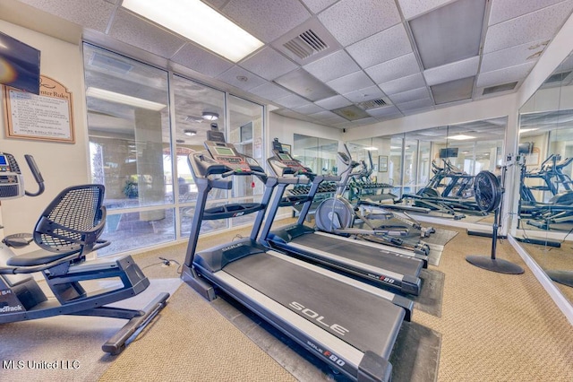 gym featuring a drop ceiling, floor to ceiling windows, and carpet floors