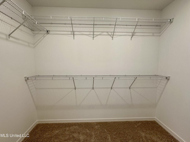 walk in closet featuring carpet floors