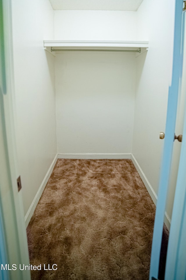 spacious closet featuring carpet