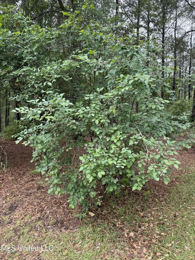 110 Frye Rd, Hattiesburg, MS 39401 - view of local wilderness