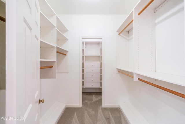 walk in closet featuring carpet floors