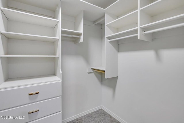 spacious closet featuring carpet floors