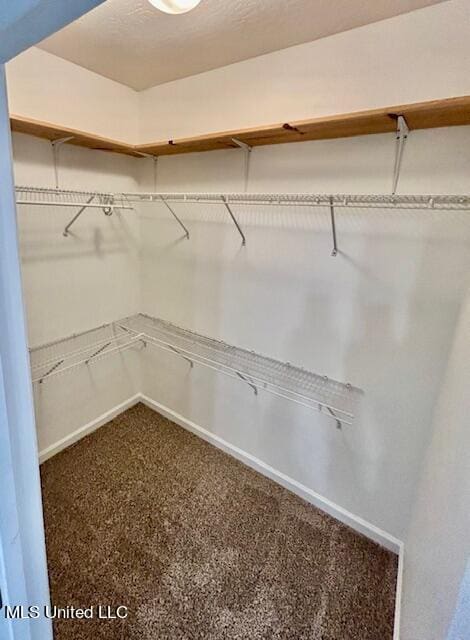 spacious closet featuring carpet