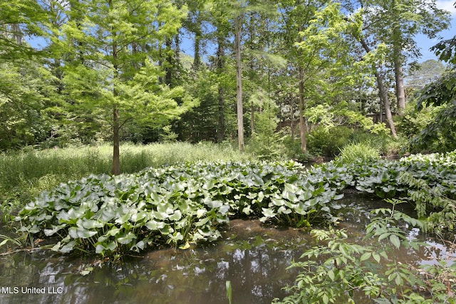 1 Cypress Ln, Jackson, MS 39211 - view of nature