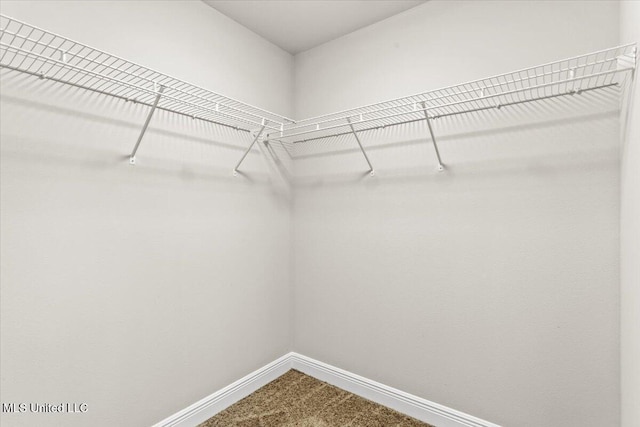 walk in closet featuring carpet flooring