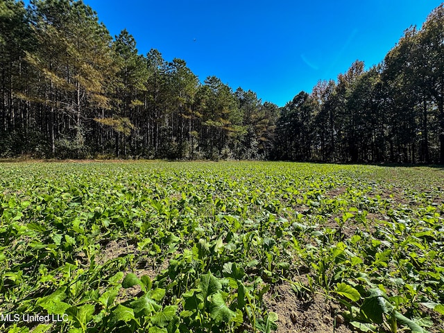 106 Crockrell Rd, Lexington, MS 39095 - view of yard