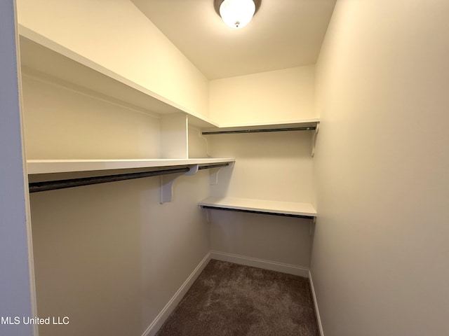 walk in closet with carpet floors