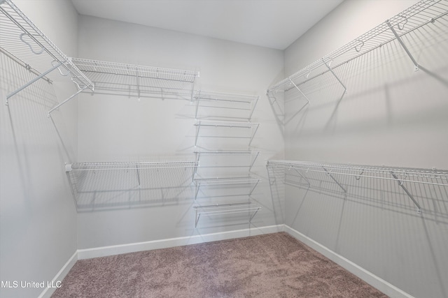 spacious closet featuring carpet flooring