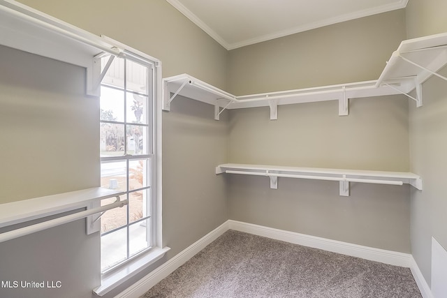 spacious closet with carpet