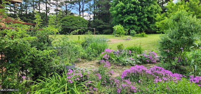 view of grassy yard