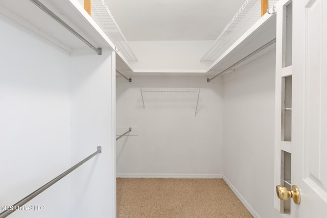 spacious closet featuring carpet flooring