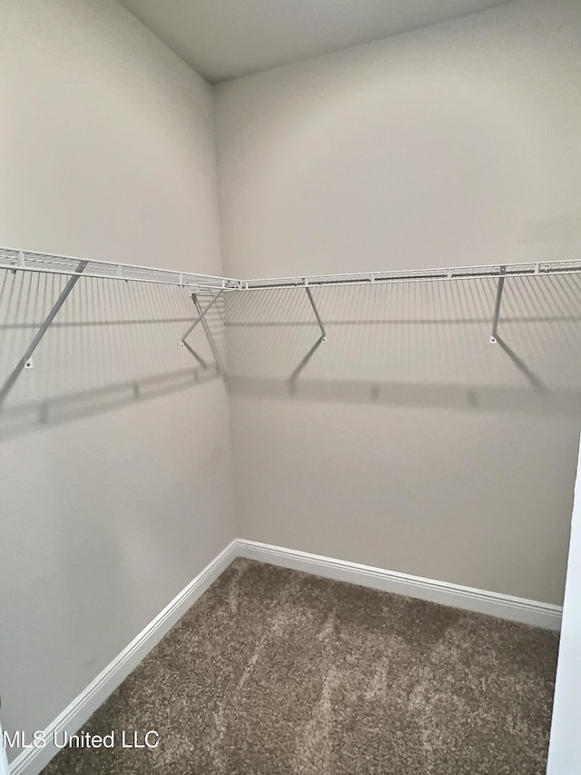spacious closet with carpet flooring