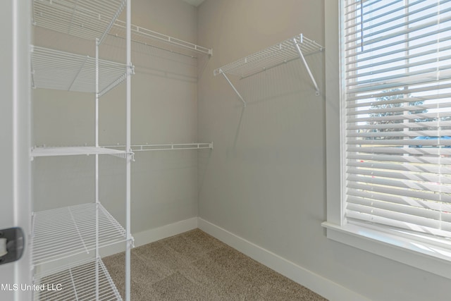 spacious closet featuring carpet floors