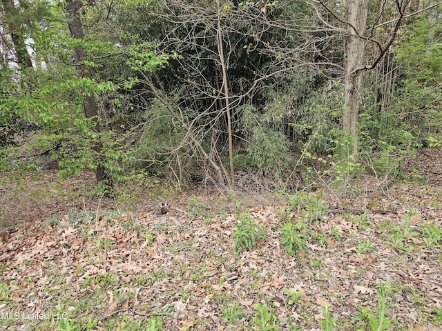 view of local wilderness