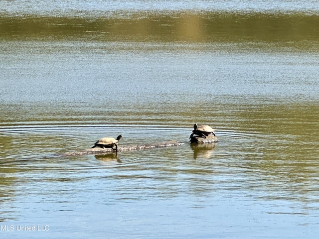 4 Mallard Xing, Raymond, MS 39154 - water view