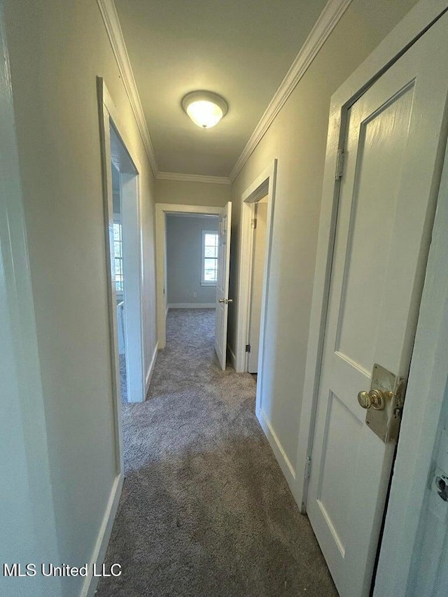 corridor featuring crown molding and carpet