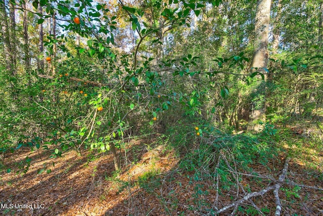 view of local wilderness