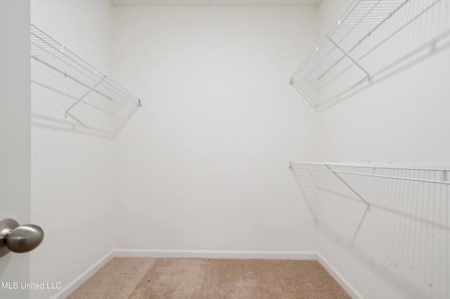 spacious closet featuring carpet flooring