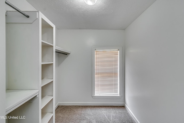 spacious closet featuring carpet flooring