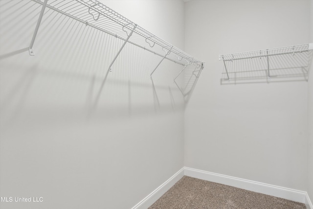 walk in closet featuring carpet floors