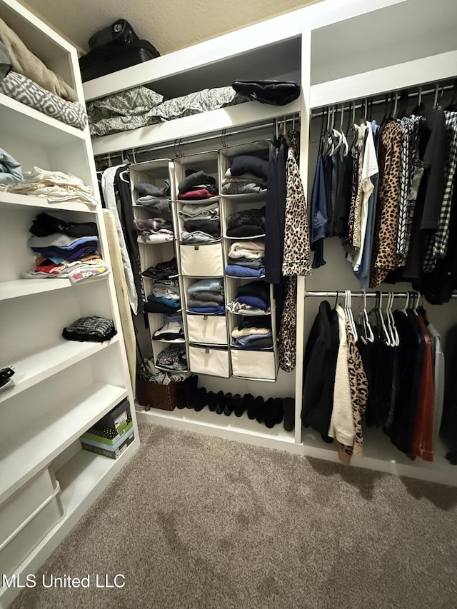 walk in closet with carpet floors