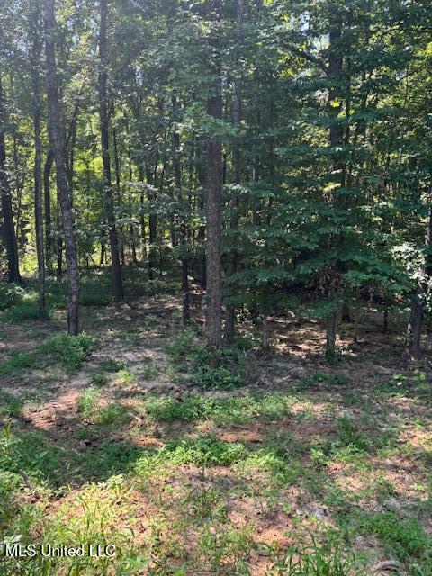81 Hickory, Byhalia, MS 38611 - view of tree filled area