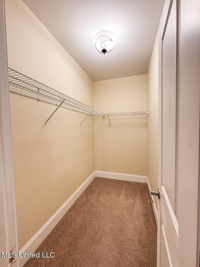 walk in closet with carpet floors