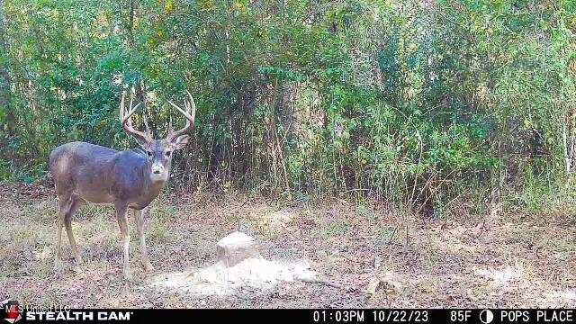 11490 Vaughan Rd, Vaughan, MS 39179