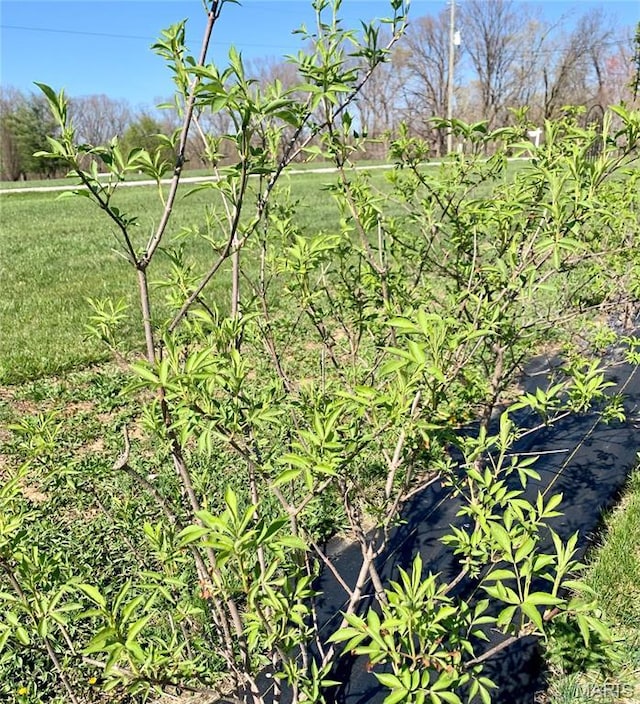 24613 Shady Oak Pl, Perry, MO 63462 - view of nature