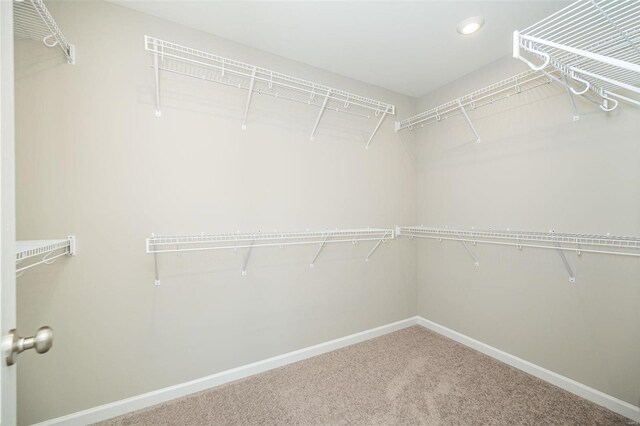 walk in closet with carpet flooring