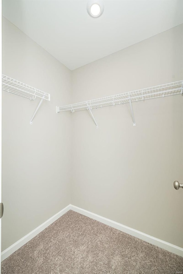 walk in closet featuring carpet