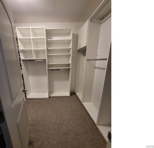 walk in closet featuring carpet floors