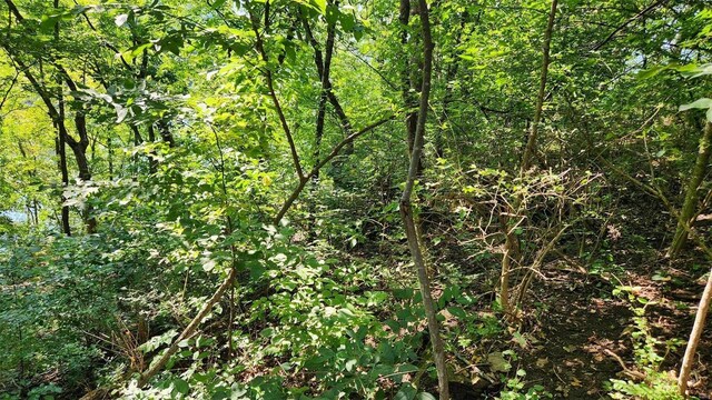 1828 Lionheart Ct, Marthasville, MO 63357