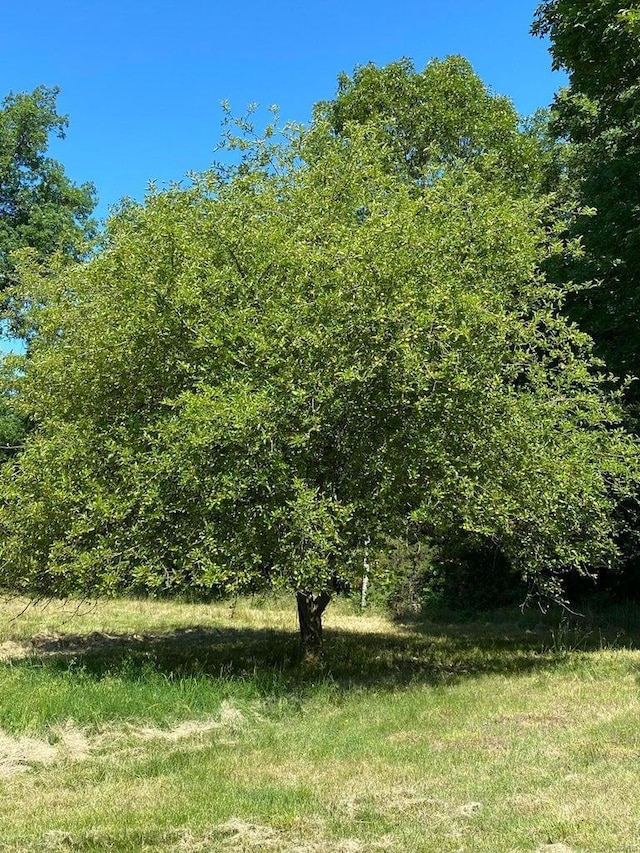 37 County Road 343, Benton Township, MO 65626 - view of local wilderness
