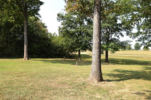 view of green lawn